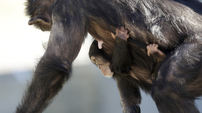 A mother chimp carries her baby